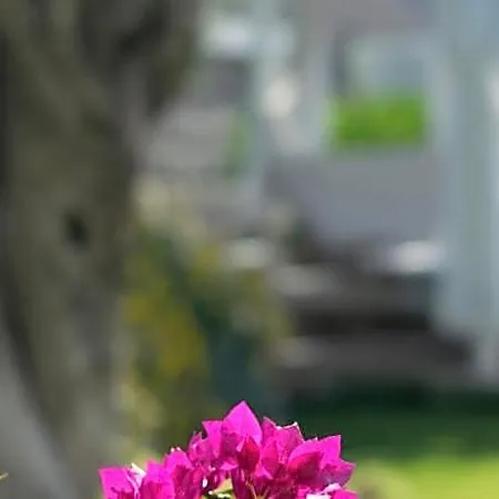 Ξενοδοχείο Bodrum Infinity - Homes